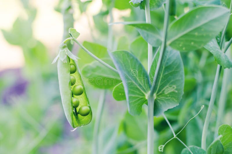 Pods of Green Peas Grow on the Garden Stock Image Image of fresh