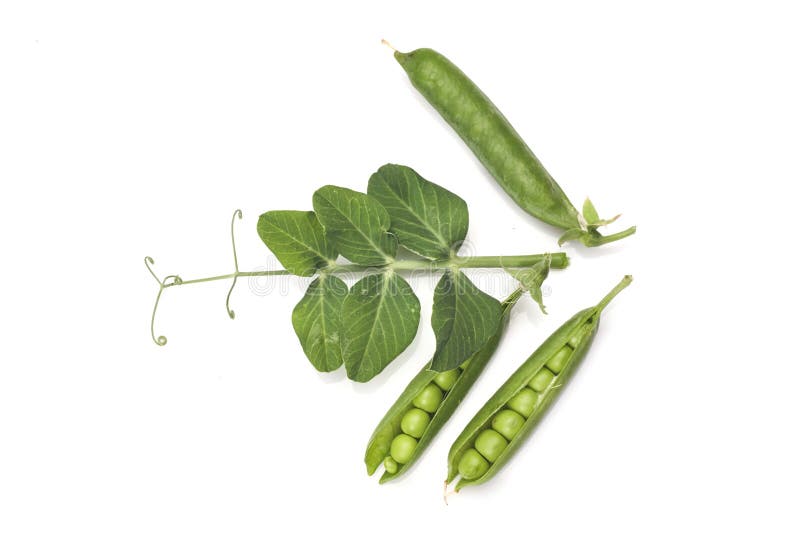Pods of Green Peas with Leaves Isolated on White Stock Image Image of