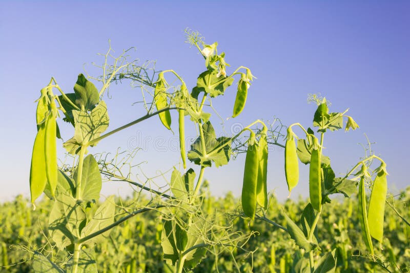 Pods with Green Peas Ripen in a Pea Field Stock Photo Image of pods