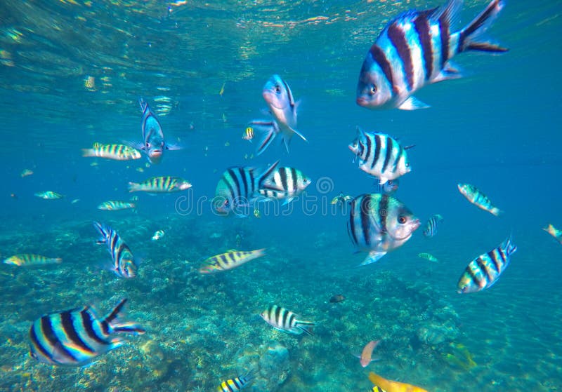 Podwodna fotografia z dascillus tropikalną ryba w błękitne wody Egzotyczna laguna z oceanu życiem fotografia stock Podwodna fotografia z dascillus tropikalną ryba w błękitne wody Egzotyczna laguna z oceanu życiem fotografia stock