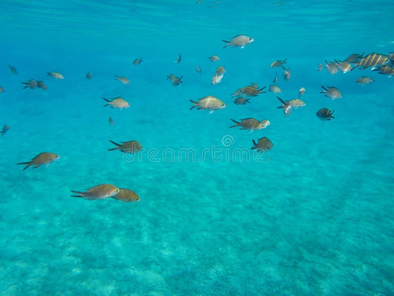 Podwodni żyć kalogries, damselfish lub Śródziemnomorski Chromis w Kolona kopii zatoki Kythnos wyspie Cyclades Grecja, zdjęcie stock Podwodni żyć kalogries, damselfish lub Śródziemnomorski Chromis w Kolona kopii zatoki Kythnos wyspie Cyclades Grecja, zdjęcie stock