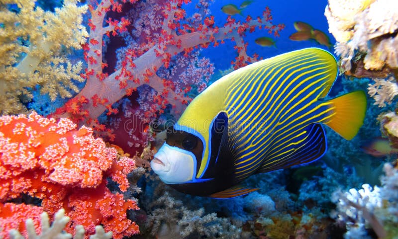 Podwodny świat w głębokiej wodzie w rafie koralowej i roślinach kwiaty flora w niebieskim świecie morskich dziko żyjących koralowc