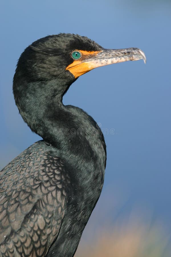Podwójne czubaty portret kormorana