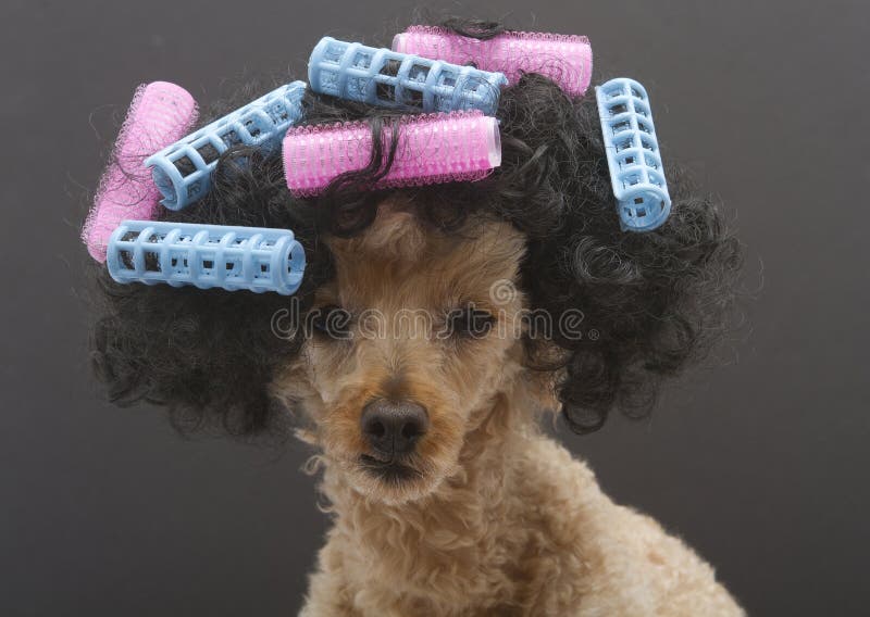 A poodle with big curly hair and pink and blue curlers, isolated on a gray background. A poodle with big curly hair and pink and blue curlers, isolated on a gray background.