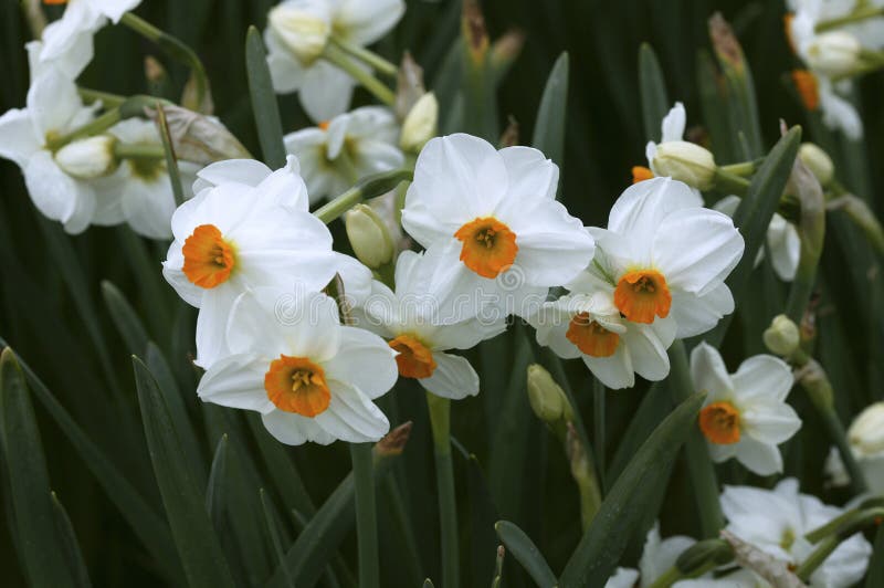 NARCISSE DES POETES Narcissus Poeticus Stock Photo - Image of plant, poet:  171563692