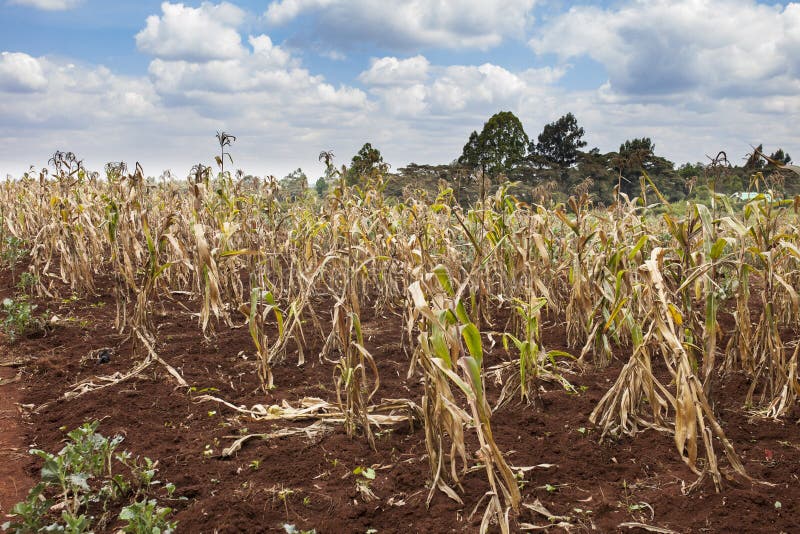 Pogarszający się uprawy w Kenja