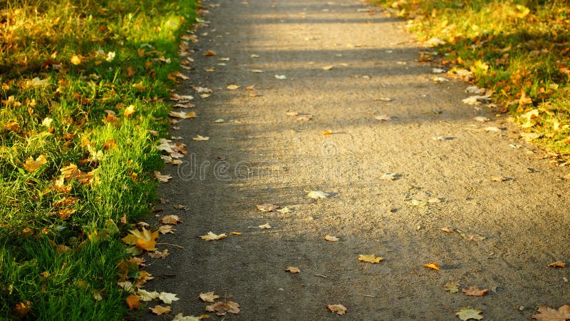 Pogodna jesieni ścieżka w parku, żółci liście, zielona trawa Selekcyjna ostrość