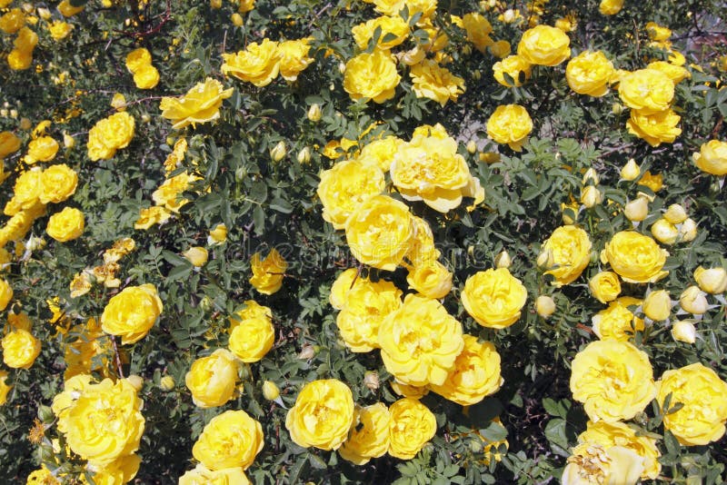 Pogodna kolor żółty róża Kwitnie Bush zdjęcia royalty free Pogodna kolor żółty róża Kwitnie Bush zdjęcia royalty free