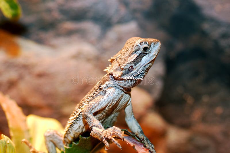 Bearded Dragon, Pogona vitticeps, Native to Australia