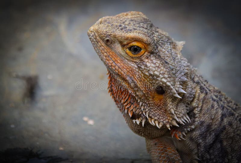 Pogona-vitticeps, die Zentrale oder Streifenk?pfige Bartagame stockfotos Pogona-vitticeps, die Zentrale oder Streifenk?pfige Bartagame stockfotos