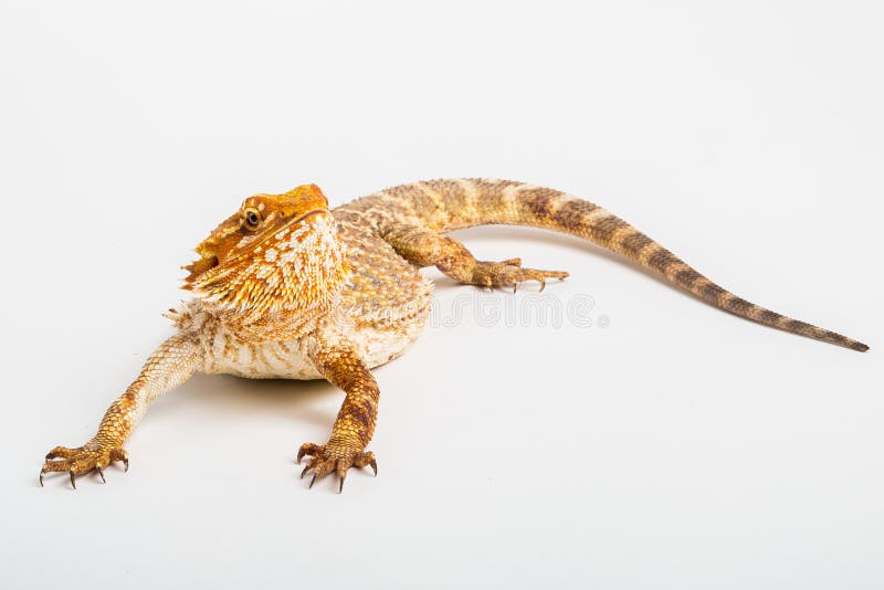 bearded dragon landscape desert bearded dragon landscape desert