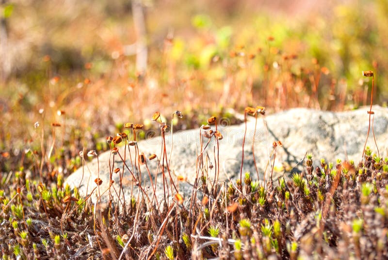 Pohlia moss (Pohlia nutans), artistic composition.