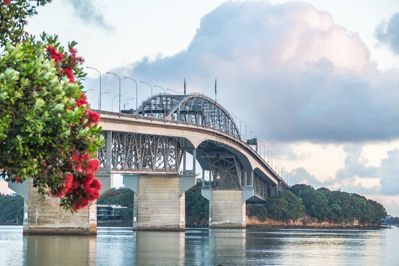 Pohutakawa Tree blossom and Auckland harbour bridge