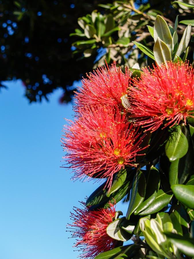Pohutukawa rouge vif dans le closeup fleuri photos libres de droits