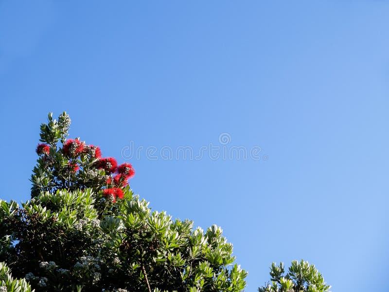 Pohutukawa rouge vif dans le closeup fleuri photo stock