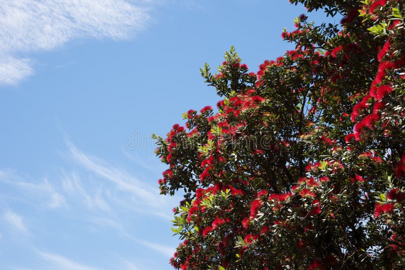Pohutukawa-Weihnachtsbaum stockfoto Pohutukawa-Weihnachtsbaum stockfoto