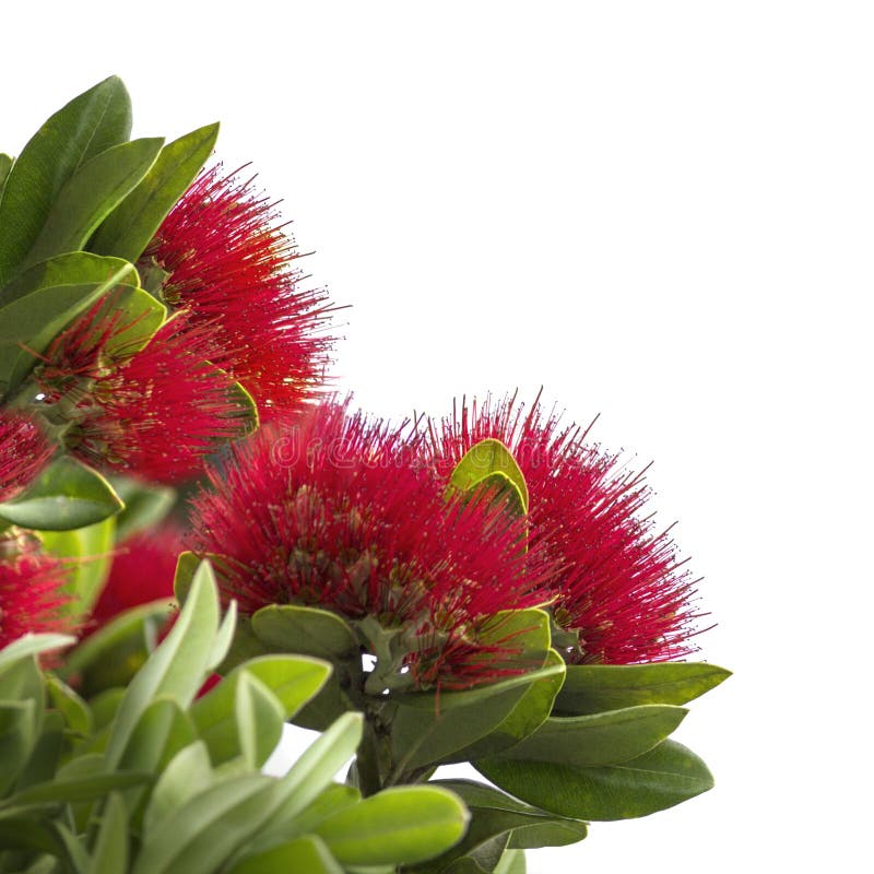 Pohutukawa, χριστουγεννιάτικο δέντρο της Νέας Ζηλανδίας στοκ εικόνα Pohutukawa, χριστουγεννιάτικο δέντρο της Νέας Ζηλανδίας στοκ εικόνα