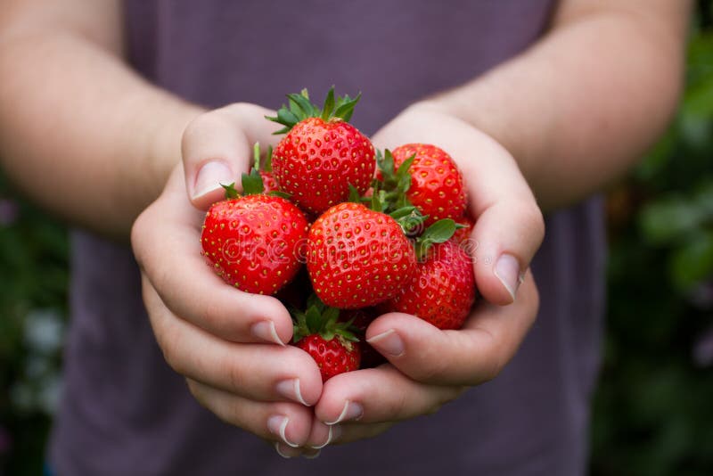 Poignée de fraises mûres d'été photos libres de droits