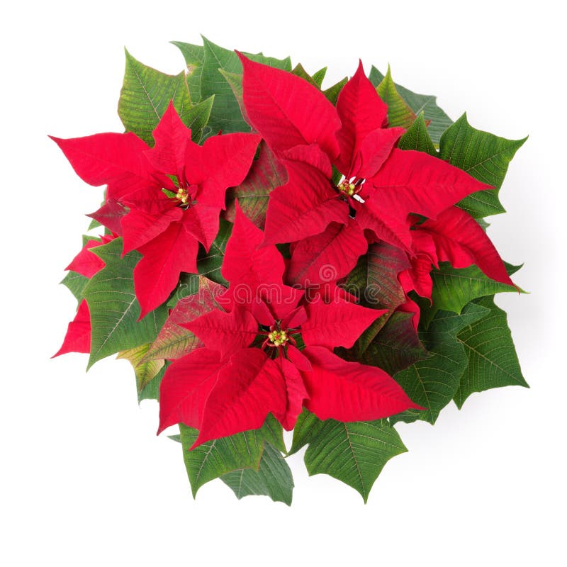 Red symbol of Christmas. Poinsettia flower isolated over white.