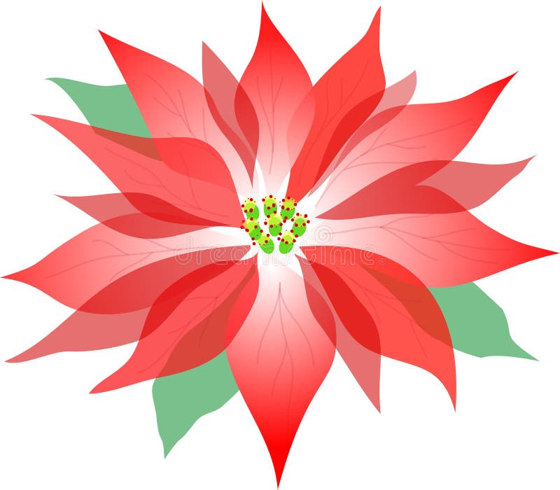 Poinsettia/ai