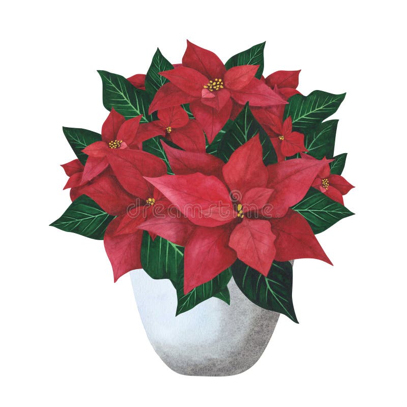 Poinsettia Christmas flower in grey planted pot isolated on white background. Watercolor botanical hand drawn Xmas illustration. Art for design decoration, greeting card, poster. Poinsettia Christmas flower in grey planted pot isolated on white background. Watercolor botanical hand drawn Xmas illustration. Art for design decoration, greeting card, poster