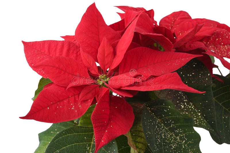 Red Poinsettia. Christmas Flowers Stock Image Image of gift