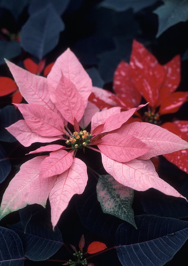 Poinsettia with pink colored bracts. Poinsettia with pink colored bracts.