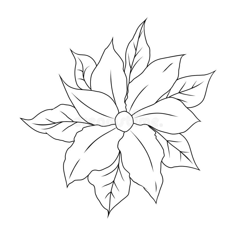 Poinsettia De Flor De Navidad Libro De Coloración Para Niños Ilustración De Vectores Aislada En Fondo Blanco Ilustración del Vector - Ilustración de contorno, nuevo: 164834665 Poinsettia De Flor De Navidad Libro De Coloración Para Niños Ilustración De Vectores Aislada En Fondo Blanco Ilustración del Vector - Ilustración de contorno, nuevo: 164834665