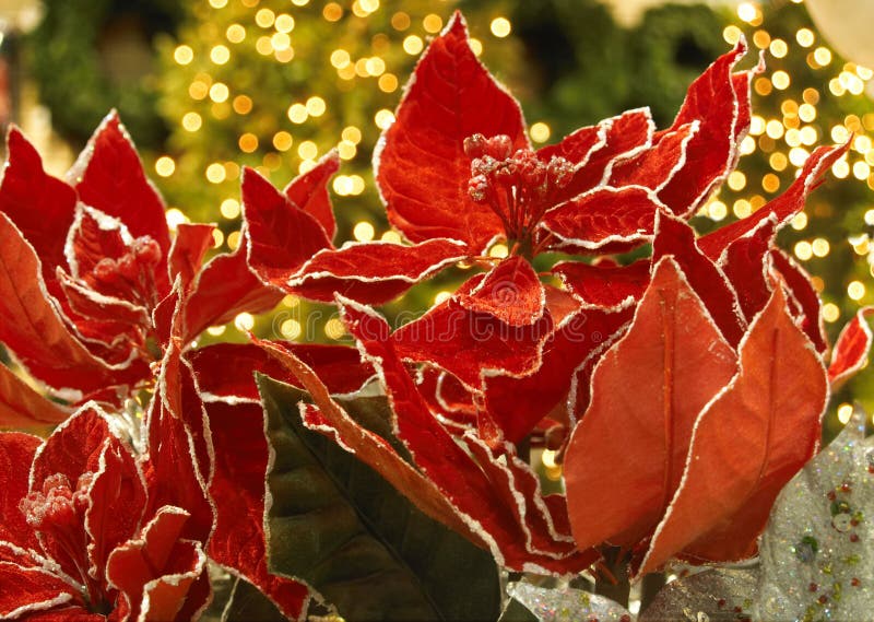 Bright red fabric poinsettia with lighted Christmas trees behind. Bright red fabric poinsettia with lighted Christmas trees behind