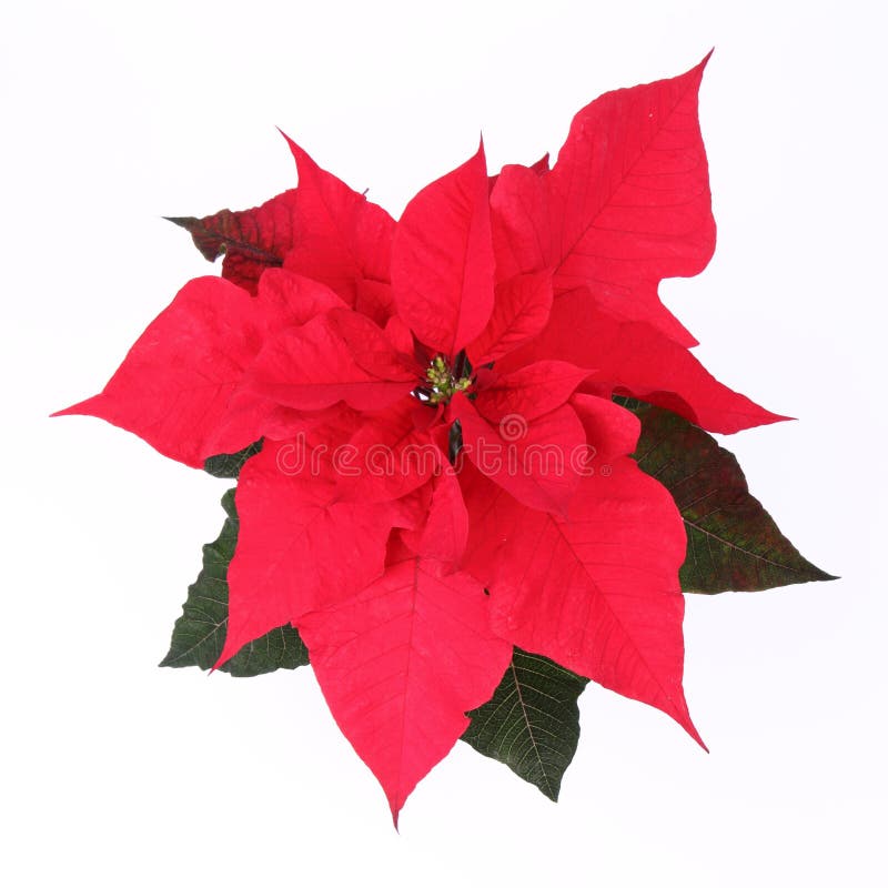 Poinsettia flower