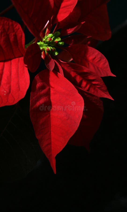 Poinsettia mit schwarzem Hintergrund stockfotos Poinsettia mit schwarzem Hintergrund stockfotos