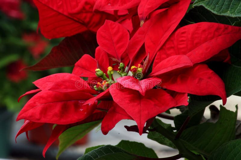 Poinsettia raro fotografia stock Poinsettia raro fotografia stock