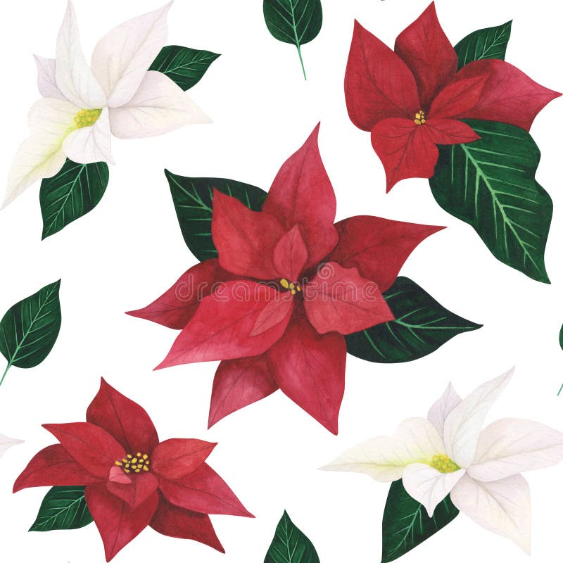 Poinsettia ed and white Christmas seamless patternon white background. Watercolor botanical hand drawn Xmas illustration. Art for decoration and design of printing, textiles, fabrics, paper, scrapbook. Poinsettia ed and white Christmas seamless patternon white background. Watercolor botanical hand drawn Xmas illustration. Art for decoration and design of printing, textiles, fabrics, paper, scrapbook