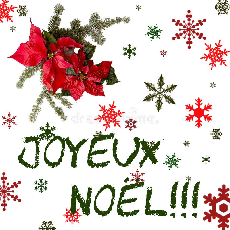 Poinsettia rode bloem met spar en sneeuw op witte achtergrond Groetenkerstkaart prentbriefkaar christmastime Rode Wit en stock illustratie Poinsettia rode bloem met spar en sneeuw op witte achtergrond Groetenkerstkaart prentbriefkaar christmastime Rode Wit en stock illustratie