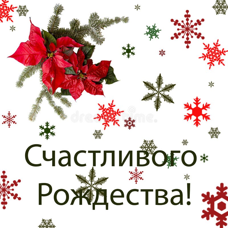 Poinsettia rode bloem met spar en sneeuw op witte achtergrond Groetenkerstkaart prentbriefkaar christmastime Rode Wit en stock illustratie Poinsettia rode bloem met spar en sneeuw op witte achtergrond Groetenkerstkaart prentbriefkaar christmastime Rode Wit en stock illustratie