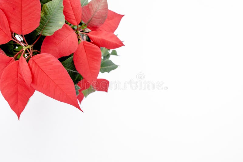 Poinsettia Vermelha Flores Euforia a Flor Do Natal Fecha. Flor Isolada Em  Fundo Branco Imagem de Stock - Imagem de presente, feliz: 197001755