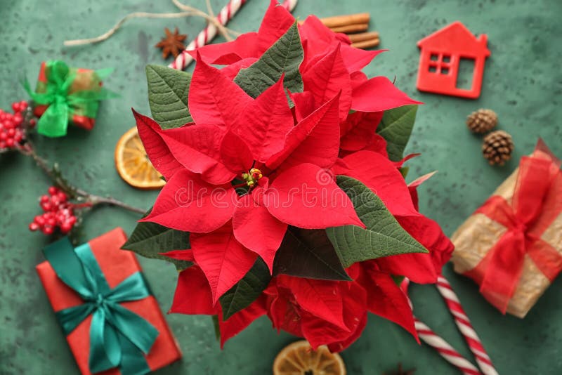 Poinsettia λουλουδιών Χριστουγέννων με τα κιβώτια και τις διακοσμήσεις δώρων στον πίνακα χρώματος στοκ εικόνα Poinsettia λουλουδιών Χριστουγέννων με τα κιβώτια και τις διακοσμήσεις δώρων στον πίνακα χρώματος στοκ εικόνα