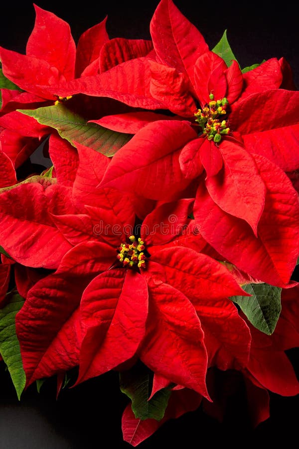 Group of red Poinsettias christmas decoration