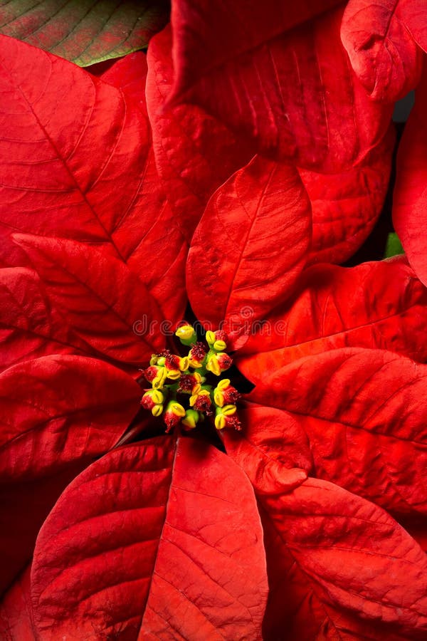 Close-up of red Poinsettias christmas decoration