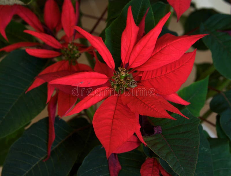 Group of red Poinsettias christmas decoration