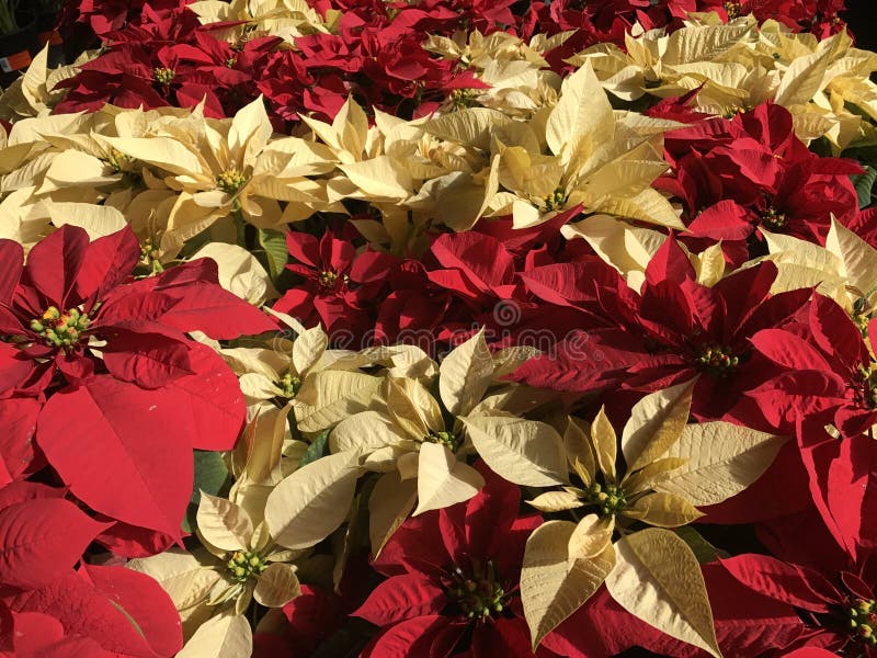 Beautiful real poinsettias christmas background.