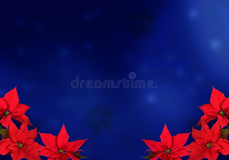 Christmas red poinsettias over blue snowflake background. Christmas red poinsettias over blue snowflake background