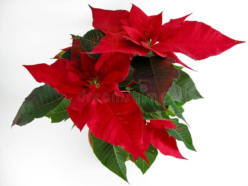 The typical plant of Christmas, Christmas Poinsettias. The typical plant of Christmas, Christmas Poinsettias