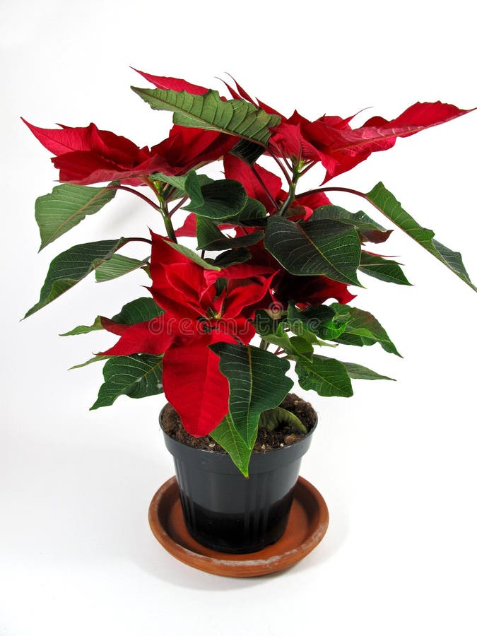 The typical plant of Christmas, Christmas Poinsettias. The typical plant of Christmas, Christmas Poinsettias