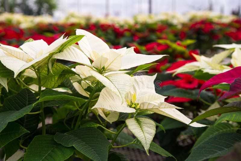 Poinsettias in greenhouse