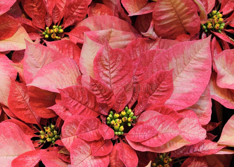 Closeup of red poinsettias from above. Closeup of red poinsettias from above