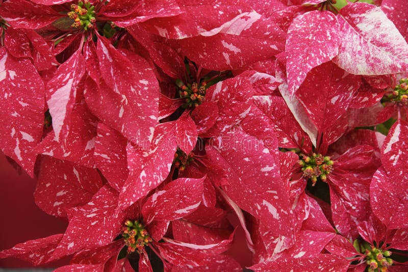 Red poinsettias with distinctive pink markings. Red poinsettias with distinctive pink markings