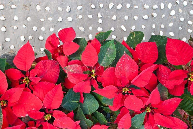 Red poinsettias on stone street. Red poinsettias on stone street.