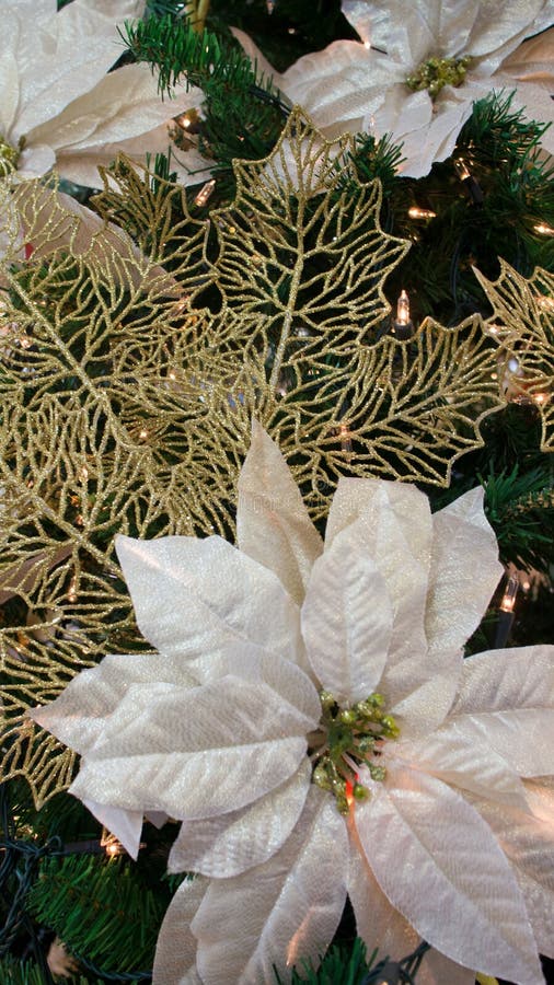 Poinsettias белого рождества стоковое фото rf Poinsettias белого рождества стоковое фото rf