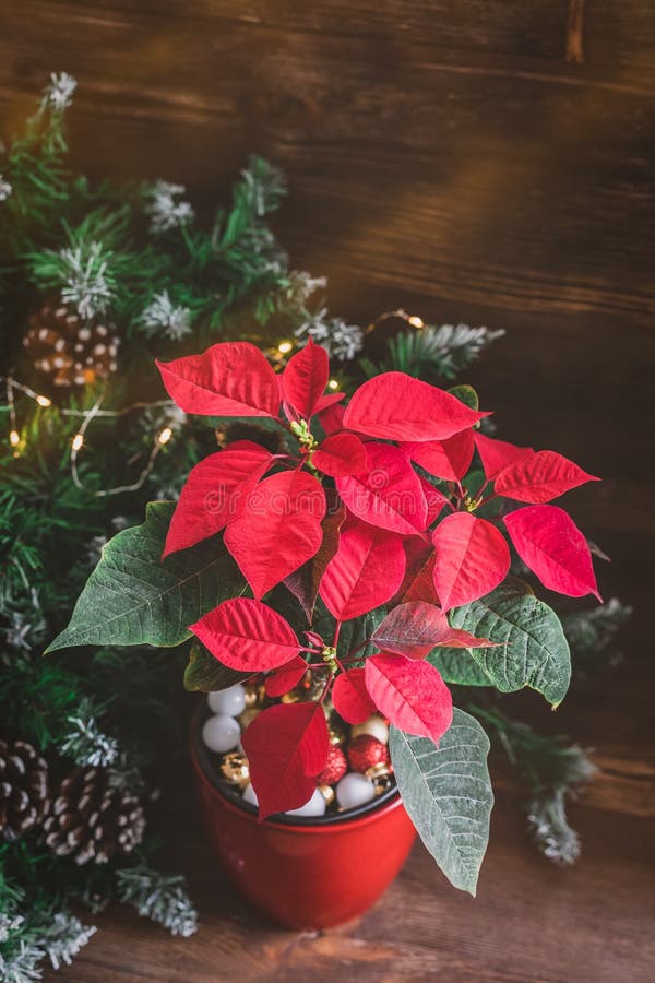 A poinsétia do Natal isolou em pasta no fundo rústico do vintage Imagem tonificada imagem de stock A poinsétia do Natal isolou em pasta no fundo rústico do vintage Imagem tonificada imagem de stock